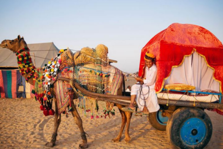 Camel Cart Safari
